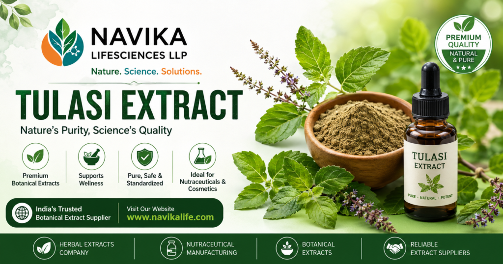 Tulasi Extract for Nutraceutical Manufacturing